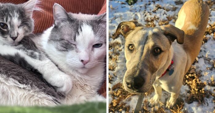 83 Adopted Animals Whose First Month In Their Forever Homes Is Pure Wholesomeness (February Edition)