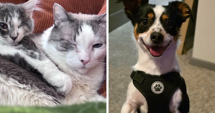 83 Wholesome Pics Of Adopted Rescue Pets Who Are Learning The Meaning Of “Home” (February Edition)