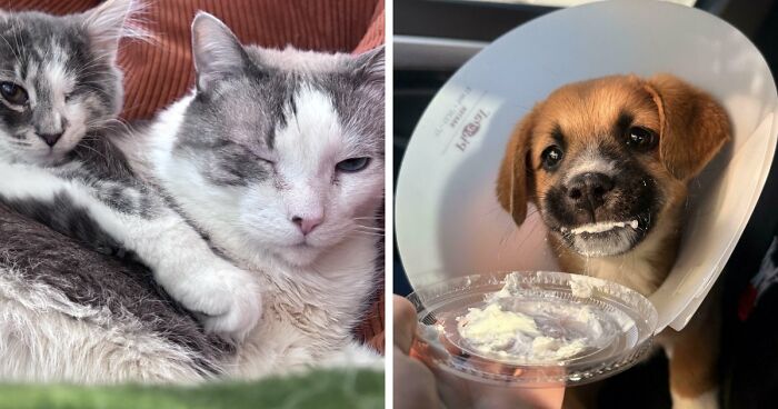 83 Adopted Animals Whose First Month In Their Forever Homes Is Pure Wholesomeness (February Edition)