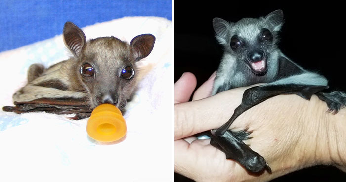 35 Photos Of Rescued Bats That Prove These Animals Are Full Of Personality