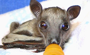 35 Photos Of Rescued Bats That Prove These Animals Are Full Of Personality