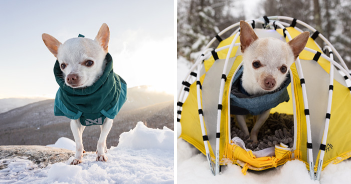 30 Images Of My Tiny Chihuahua Surviving Winter And Stealing Hearts
