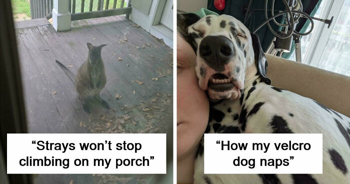 103 Horribly Unphotogenic Animals That Might Make You Laugh Way Harder Than You Should (New Pics)