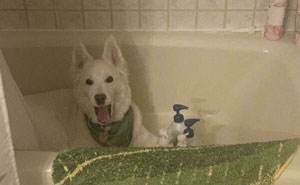 103 Endearingly Derpy Animals That Can Brighten Even The Worst Day (New Pics)