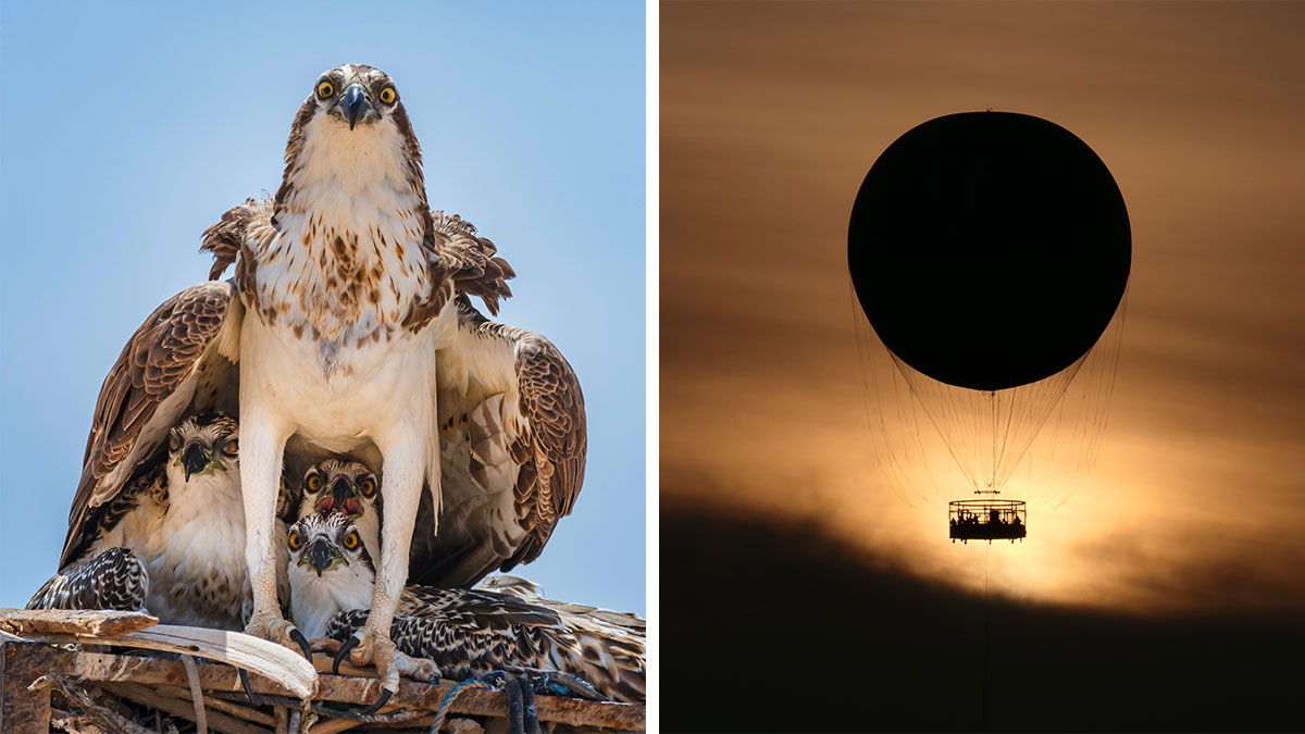 boredpanda.com - Hidrėlėy - The 2025 International Photography Awards Shared The Best 60 Non-Professional Photos