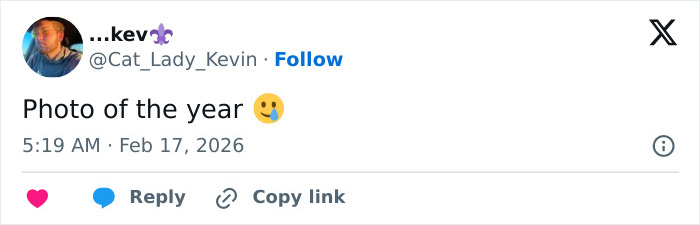 Tweet from user @Cat_Lady_Kevin calling a heartbreaking video of baby monkey with stuffed toy photo of the year.