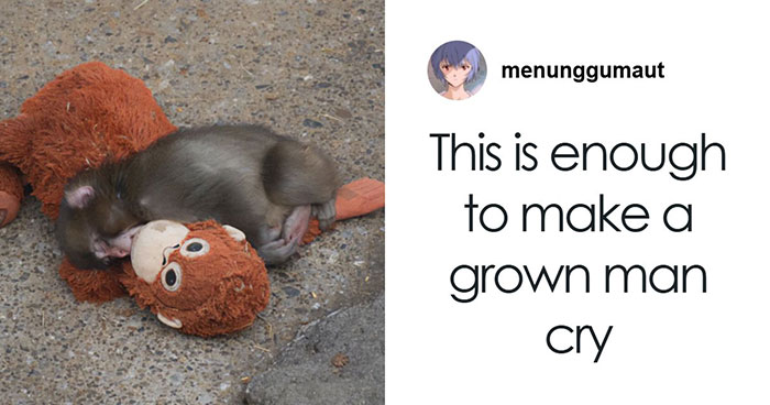 “Nature Is Cruel”: After Being Rejected By Mother, Baby Monkey Finds Comfort In Stuffed Toy