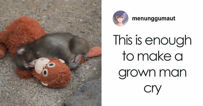 Heartbreaking Video Of Baby Monkey With Stuffed Toy Goes Viral After He Was Abandoned By His Mom