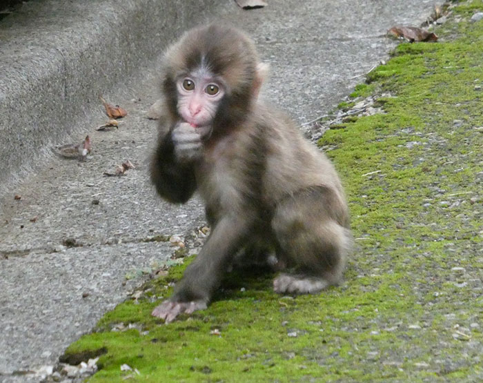 Baby monkey sitting on mossy ground, appearing sad and holding a stuffed toy after being abandoned by its mom.