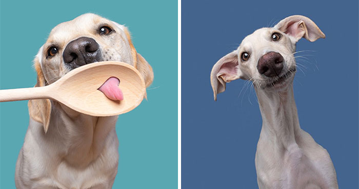 49 Hilarious And Heart-Melting Dog Portraits By Elke Vogelsang