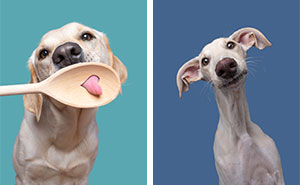49 Expressive Pet Photos By Elke Vogelsang That Perfectly Capture Dogs’ Personalities