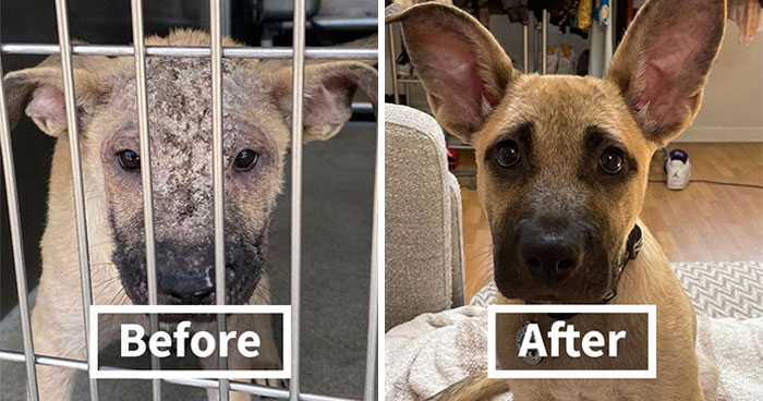 From Surviving To Living: 32 Before & After Pics Of Rescue Dogs Who Found Their Forever Homes