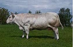 belgian-blue-699859decf6b6.jpg