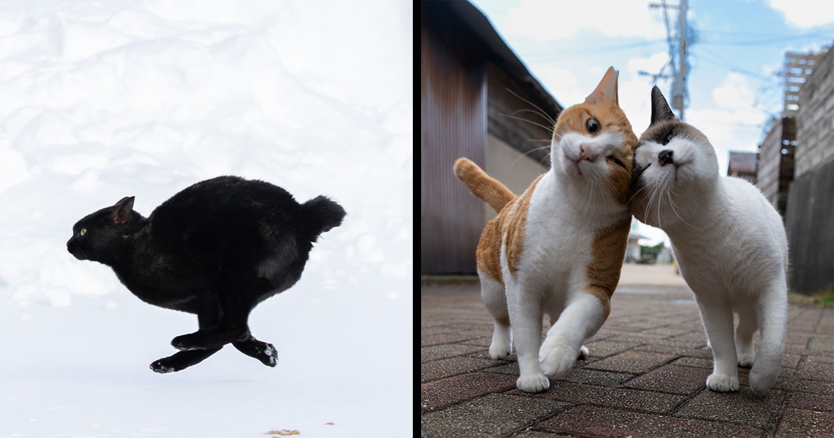 43 New Masayuki Oki Photos Of Japanese Street Cats Living Their