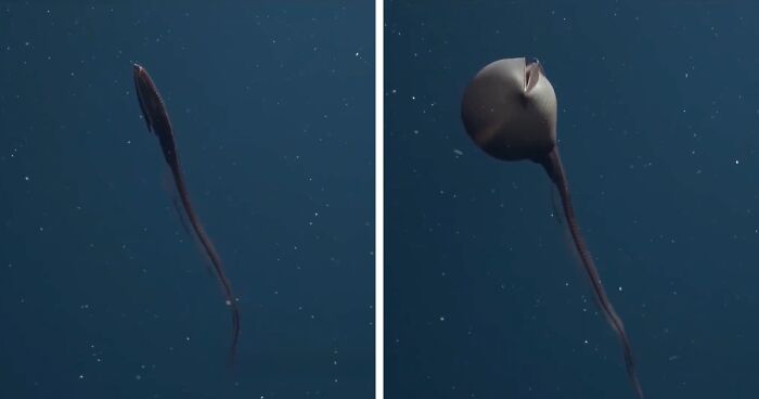 71 Unexpected Ocean Photos That Might Freak You Out