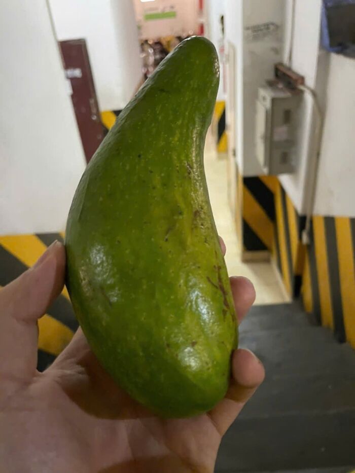Hand holding a uniquely shaped green avocado, showcasing unusual items people think are common everywhere.