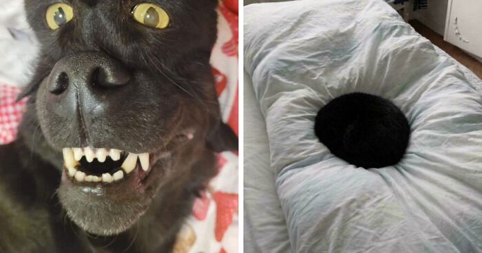 67 Photos That Might Make You Look Twice (New Pics)