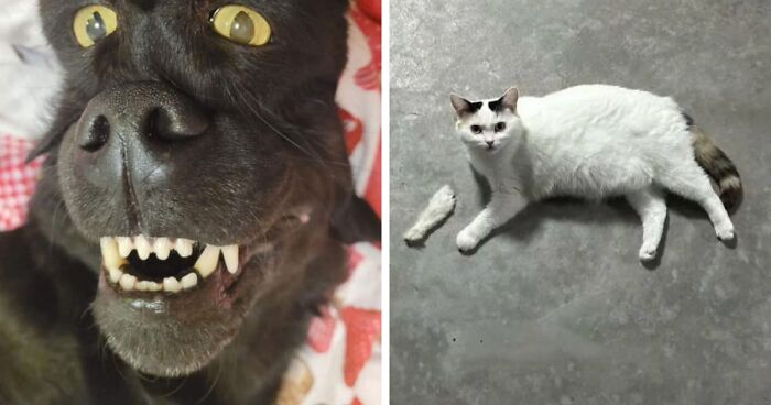 67 Photos That Might Make You Look Twice (New Pics)