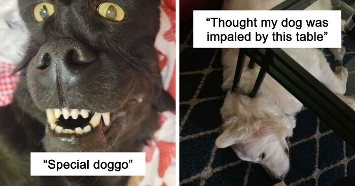 67 Photos That Might Make You Look Twice (New Pics)