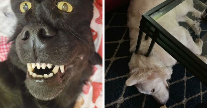 67 Photos That Might Make You Look Twice (New Pics)