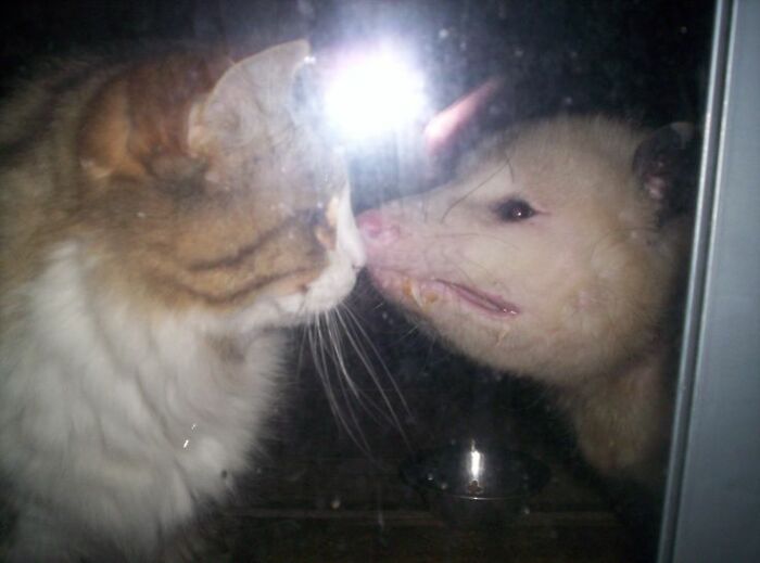 Cat and opossum face each other through a glass window, creating a strange and unexpected encounter outdoors.