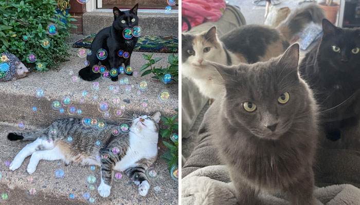 “What Are These Board Directors Thinking?”: 117 Hilarious Pics Of Cats Gathering Together