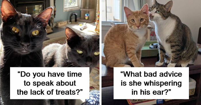 “What Are These Board Directors Thinking?”: 117 Hilarious Pics Of Cats Gathering Together