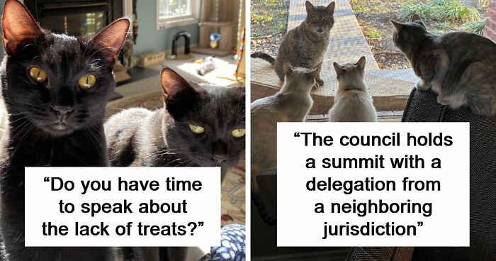 “What Are These Board Directors Thinking?”: 117 Hilarious Pics Of Cats Gathering Together