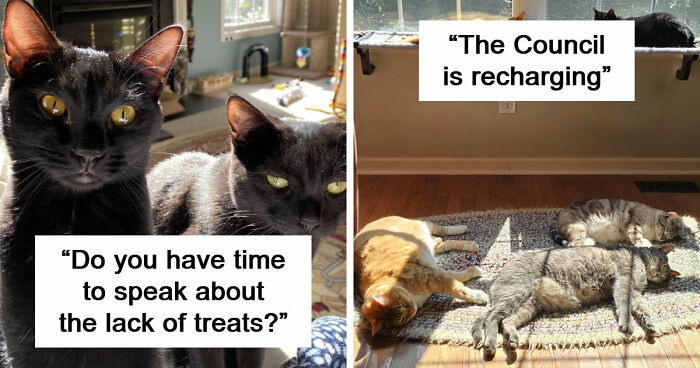 “What Are These Board Directors Thinking?”: 117 Hilarious Pics Of Cats Gathering Together