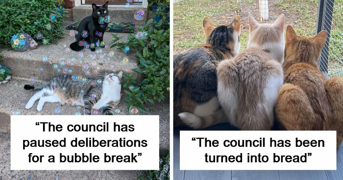 “What Are These Board Directors Thinking?”: 117 Hilarious Pics Of Cats Gathering Together