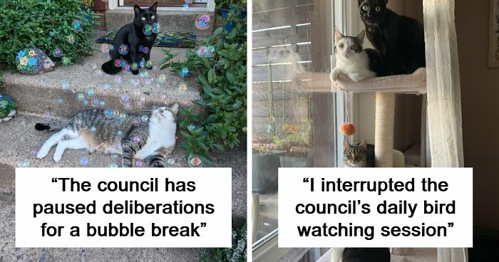“What Are These Board Directors Thinking?”: 117 Hilarious Pics Of Cats Gathering Together