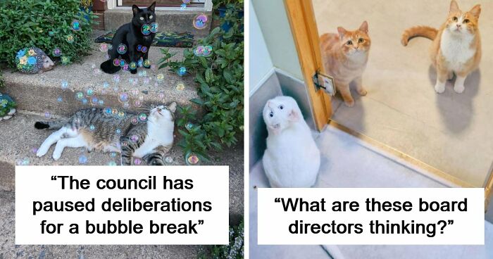 “What Are These Board Directors Thinking?”: 117 Hilarious Pics Of Cats Gathering Together