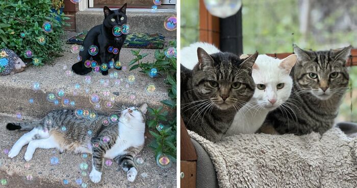 “What Are These Board Directors Thinking?”: 117 Hilarious Pics Of Cats Gathering Together