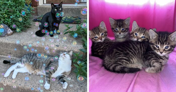 “What Are These Board Directors Thinking?”: 117 Hilarious Pics Of Cats Gathering Together