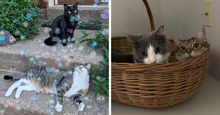 “What Are These Board Directors Thinking?”: 117 Hilarious Pics Of Cats Gathering Together