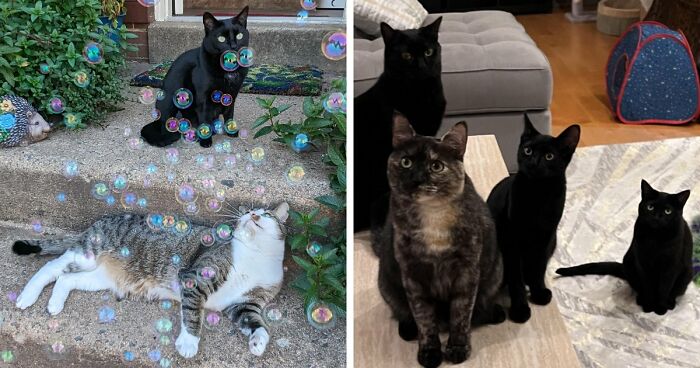 “What Are These Board Directors Thinking?”: 117 Hilarious Pics Of Cats Gathering Together