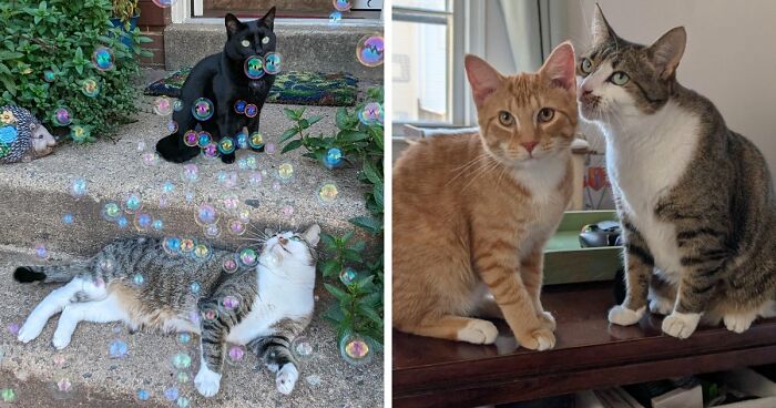 “What Are These Board Directors Thinking?”: 117 Hilarious Pics Of Cats Gathering Together