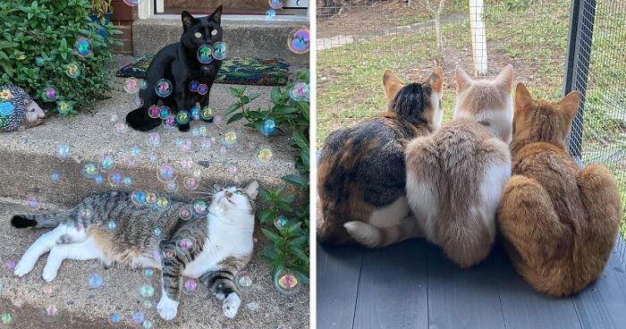 “What Are These Board Directors Thinking?”: 117 Hilarious Pics Of Cats Gathering Together