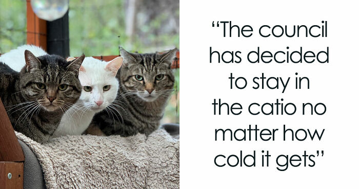 “What Are These Board Directors Thinking?”: 117 Hilarious Pics Of Cats Gathering Together