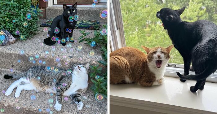 “What Are These Board Directors Thinking?”: 117 Hilarious Pics Of Cats Gathering Together