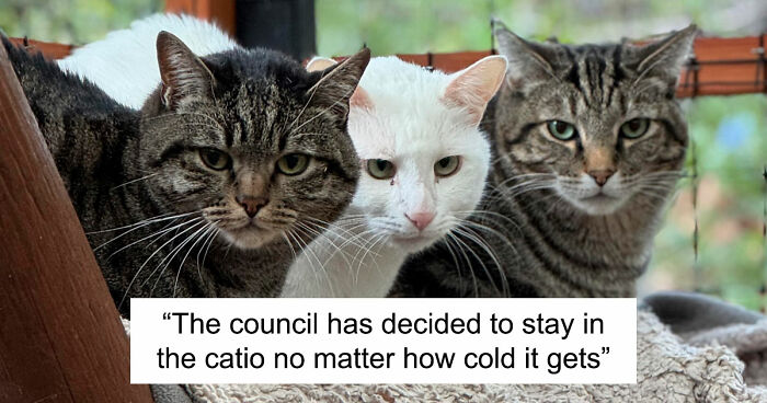 “What Are These Board Directors Thinking?”: 117 Hilarious Pics Of Cats Gathering Together