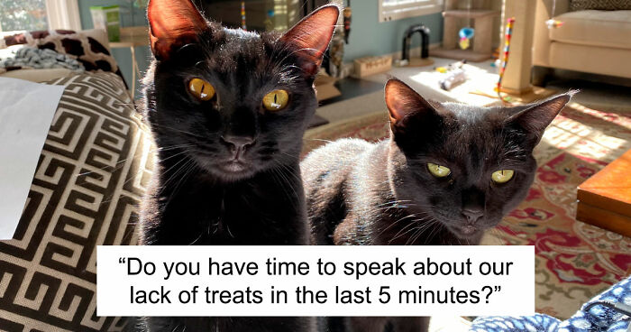 “Council Of Cats”: 117 Oddly Concerning Pics Of Cats That May Be Up To No Good