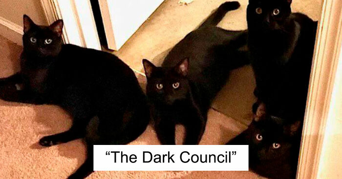“What Are These Board Directors Thinking?”: 117 Hilarious Pics Of Cats Gathering Together