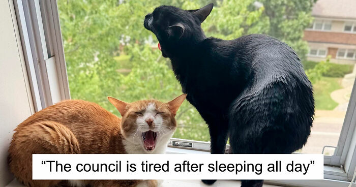 “Council Of Cats”: 117 Oddly Concerning Pics Of Cats That May Be Up To No Good