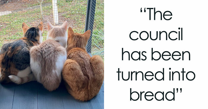 “What Are These Board Directors Thinking?”: 117 Hilarious Pics Of Cats Gathering Together