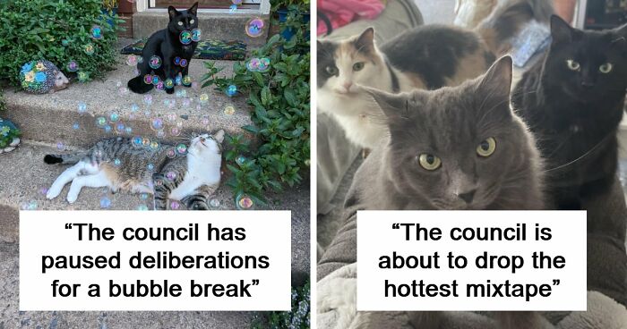 “What Are These Board Directors Thinking?”: 117 Hilarious Pics Of Cats Gathering Together