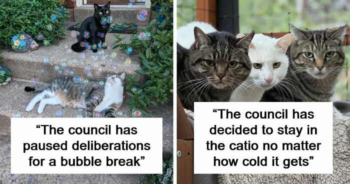 “What Are These Board Directors Thinking?”: 117 Hilarious Pics Of Cats Gathering Together