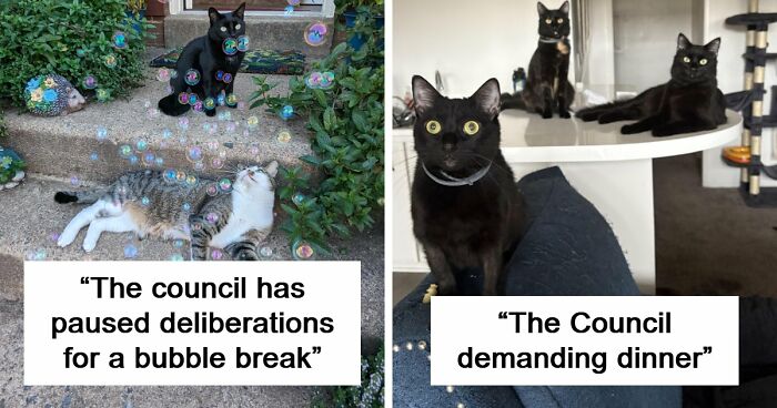 “What Are These Board Directors Thinking?”: 117 Hilarious Pics Of Cats Gathering Together