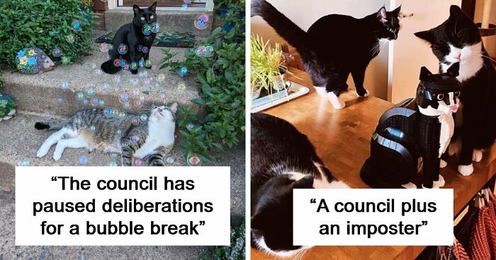 “Council Of Cats”: 117 Oddly Concerning Pics Of Cats That May Be Up To No Good