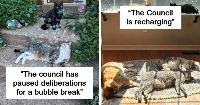 “Council Of Cats”: 117 Oddly Concerning Pics Of Cats That May Be Up To No Good